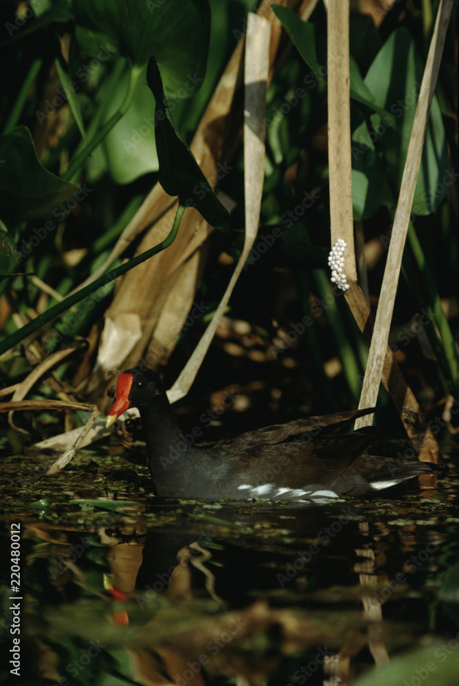Obraz premium Common Moorhen (Gallinula Chloropus)