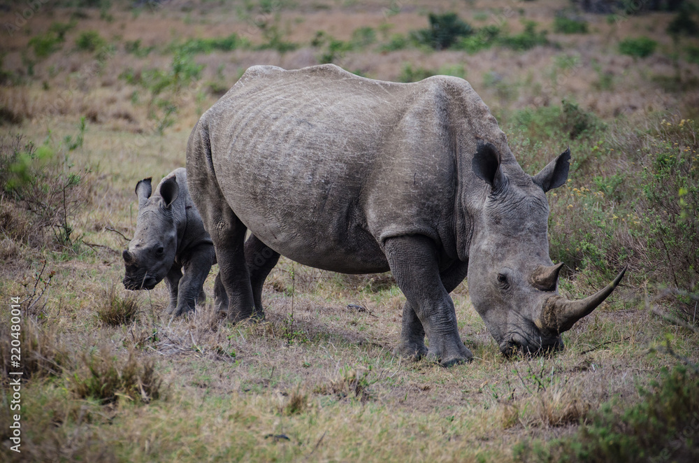 Obraz premium White Rhino