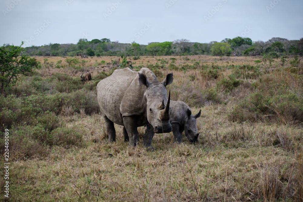 White Rhino White Rhino