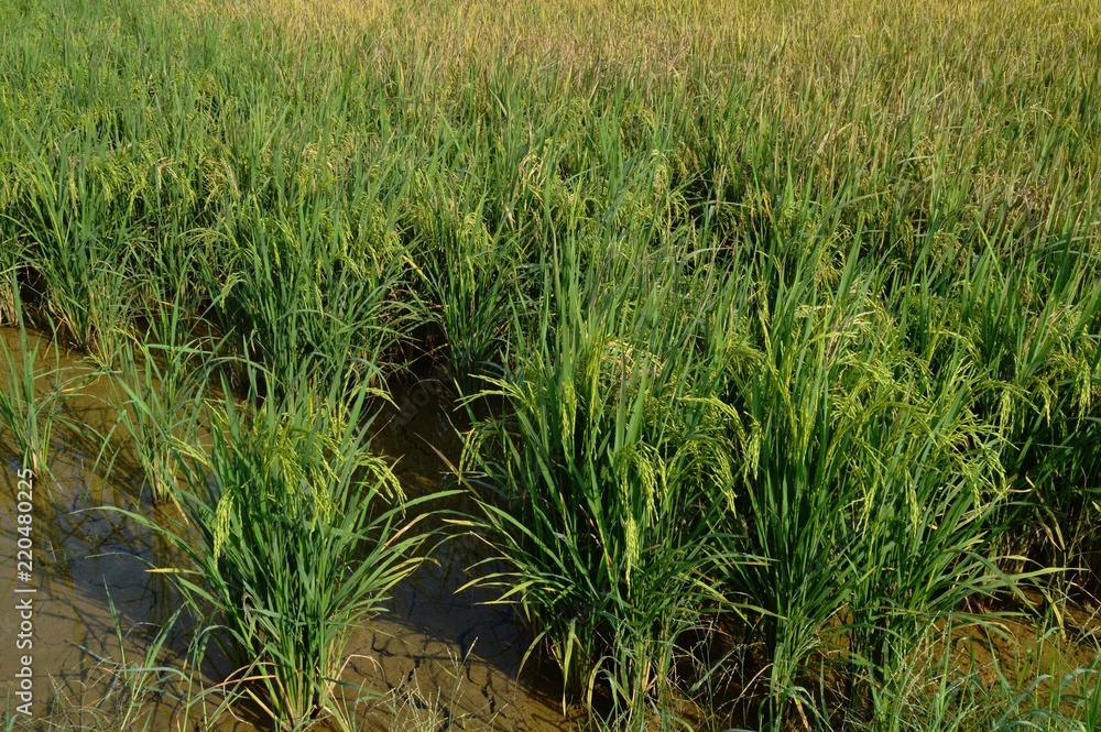 the paddy plants the paddy plants