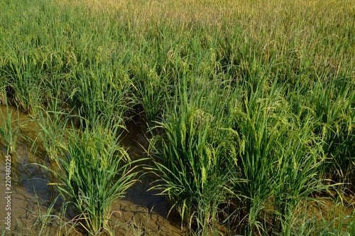 the paddy plants