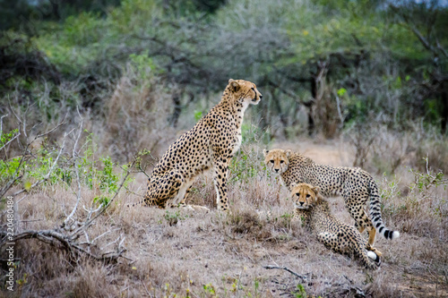 Cheetah Mother and Cubs