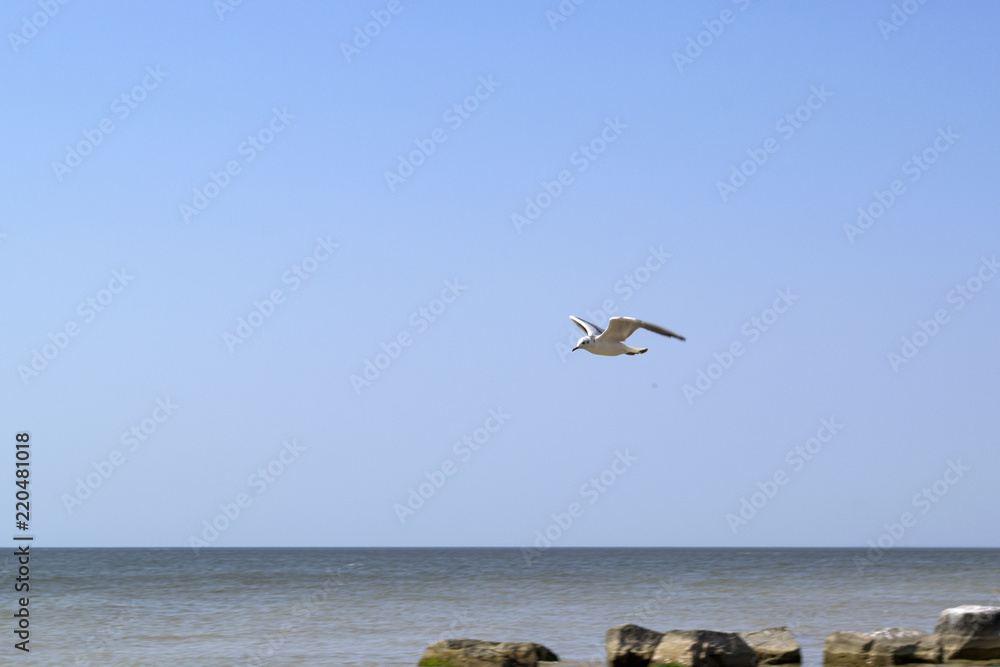 The gull is flying, against a seascape background. The gull is flying, against a seascape background.