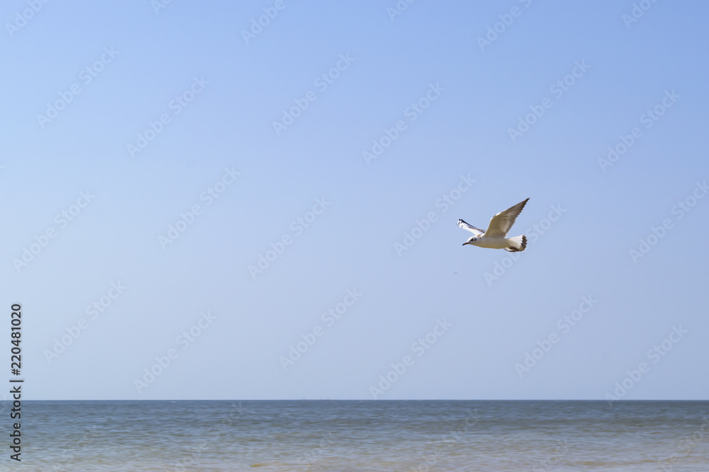 Fototapeta premium The gull is flying, against a seascape background.