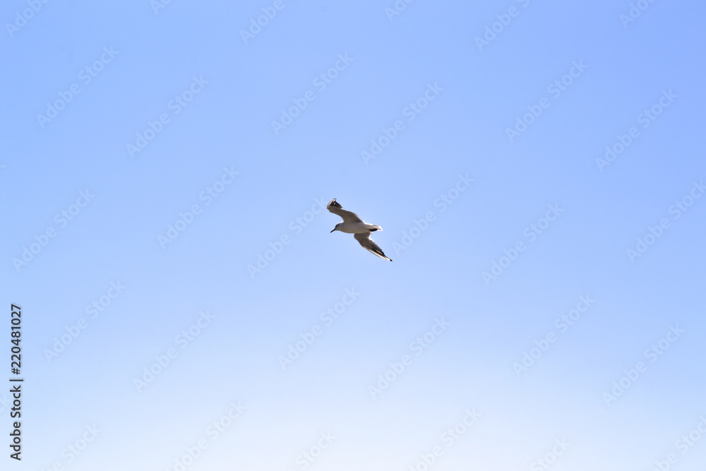 The gull is flying in the sky. The gull is flying in the sky.