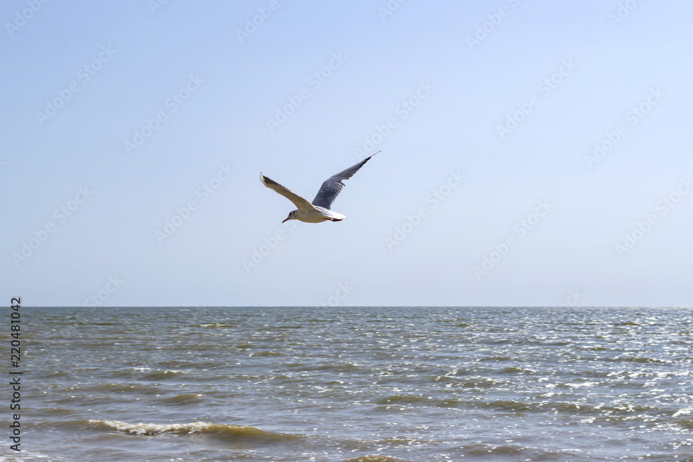 The gull is flying, against a seascape background. The gull is flying, against a seascape background.