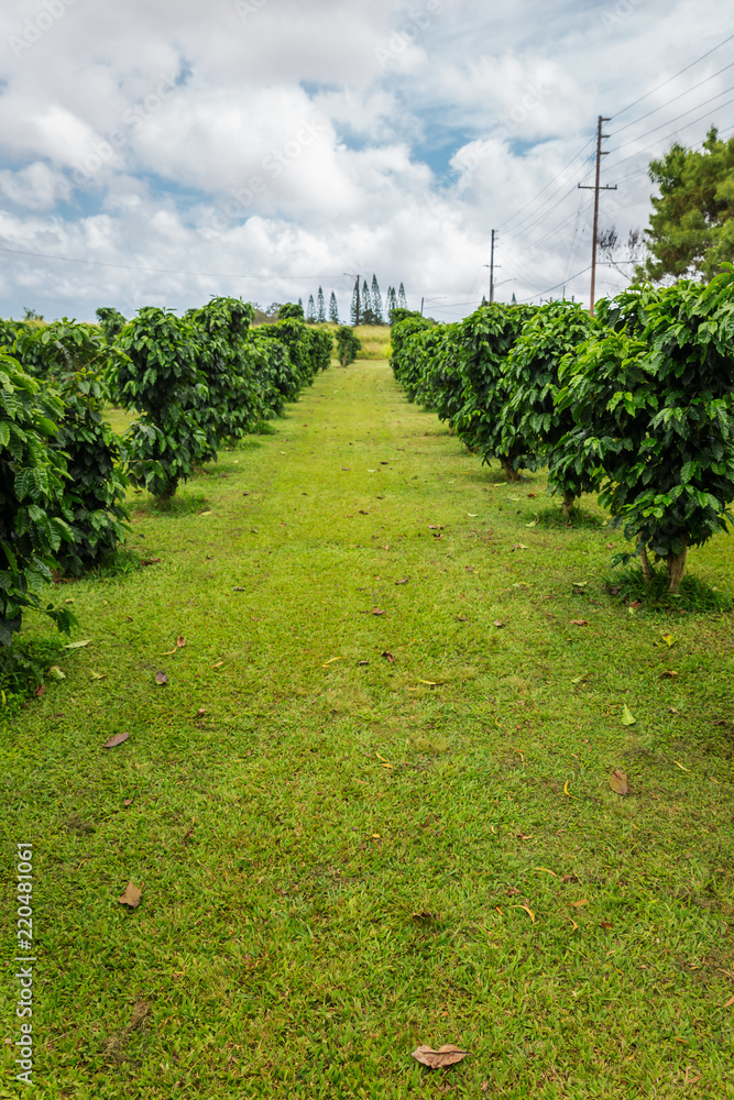 Row of coffee trees at coffee plantation on Oahu island