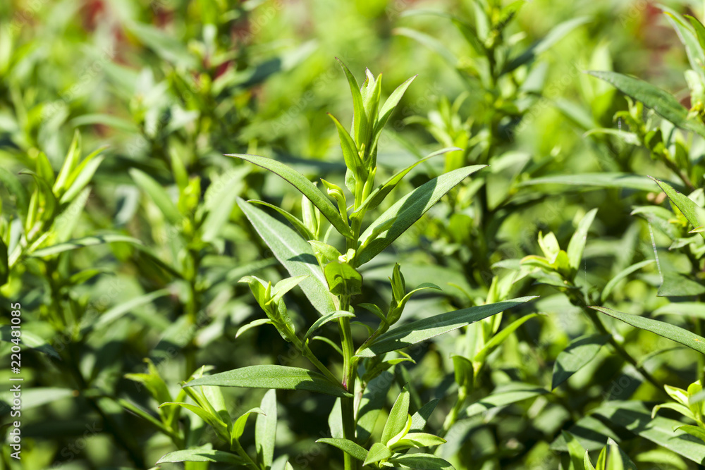 young green plants young green plants