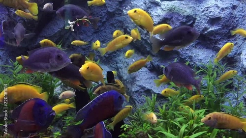 A swimming fish in a aquarium tank