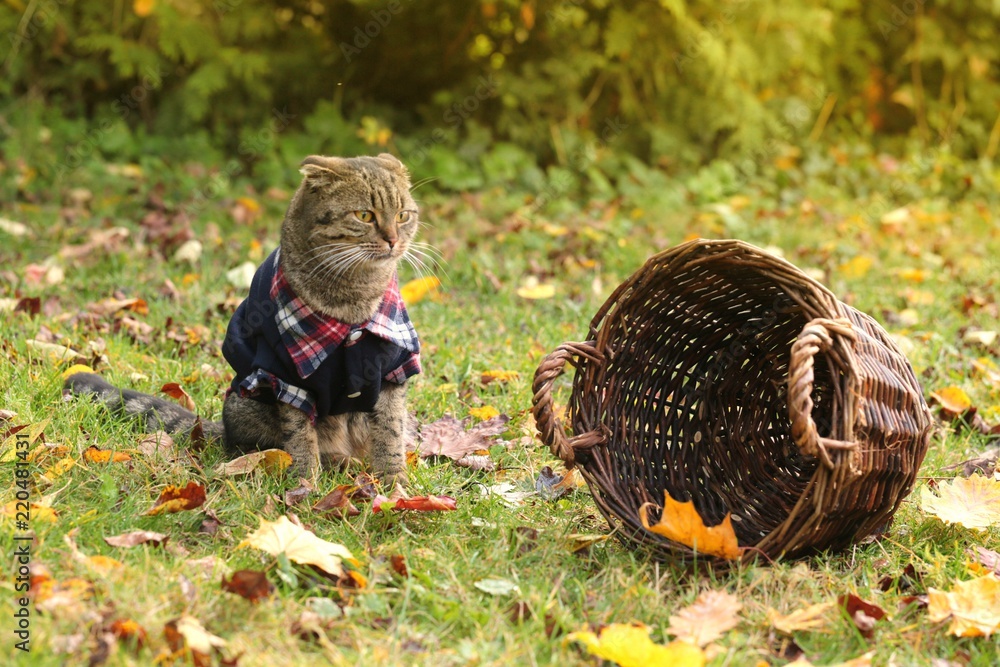 Obraz premium Sad Scottish Folded cat in a blue jacket with a wicker basket on a lawn with autumn leaves. Halloween. Autumn season.Autumn time