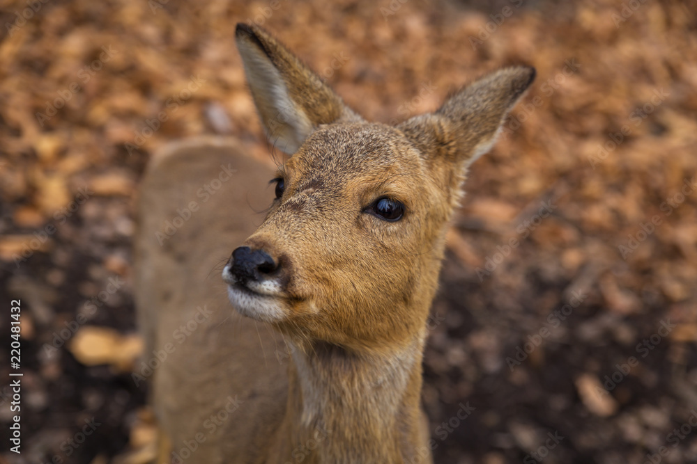 Roe deer close up portrait in the forest in spring season Roe deer close up portrait in the forest in spring season
