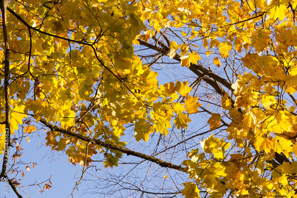 autumn foliage autumn foliage