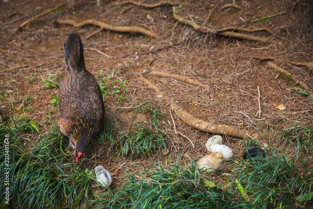 Obraz premium Feral hen with chicks in the forest on Oahu island, Hawaii