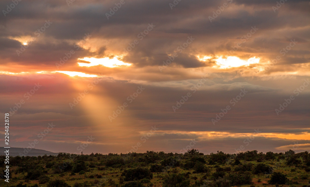 African landscape at sunrise in the Addo Elephant National Park Eastern Cape province South Africa