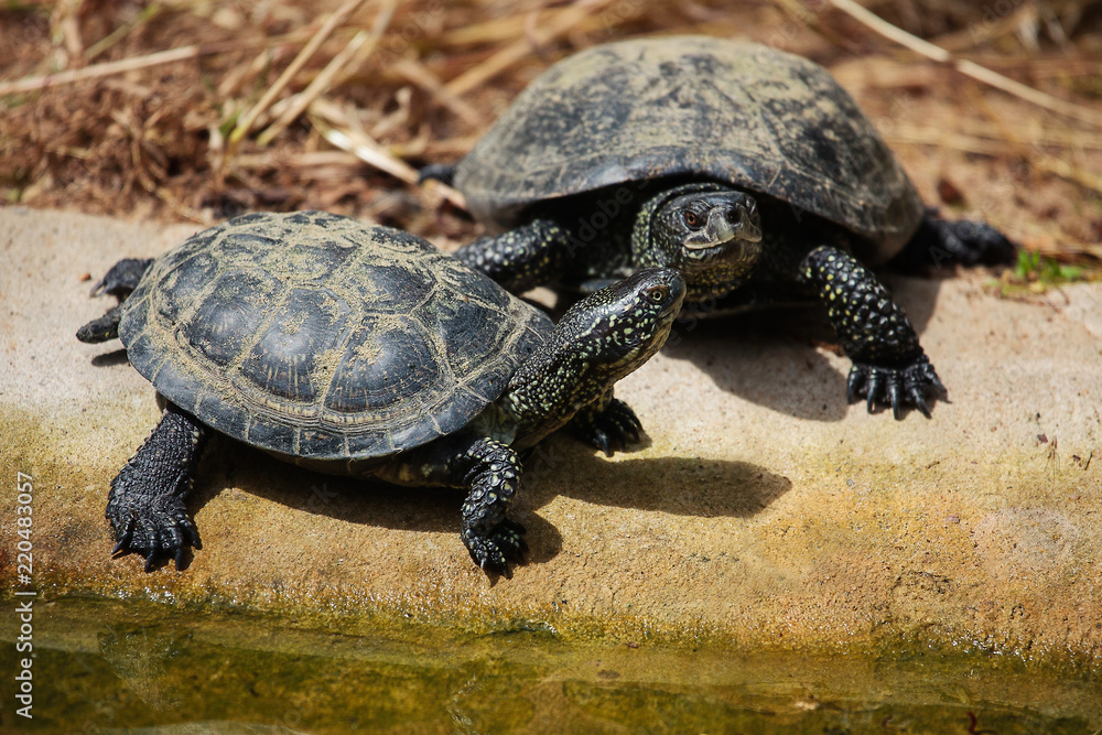 Fototapeta premium Żółw błotny (Emys orbicularis)