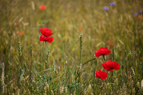 Fototapeta Naklejka Na Ścianę i Meble -  Corn poppies (Papaver rhoeas)