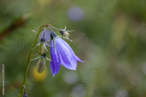 Beautiful soft purple meadow flower