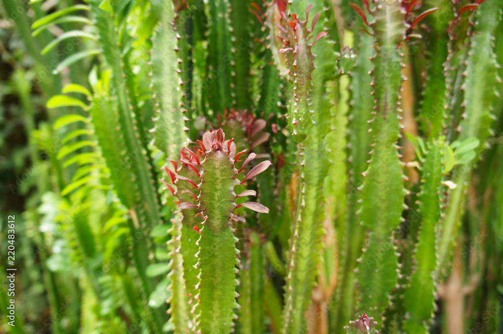 Euphorbia leuconeura or madagascar, jewel plant