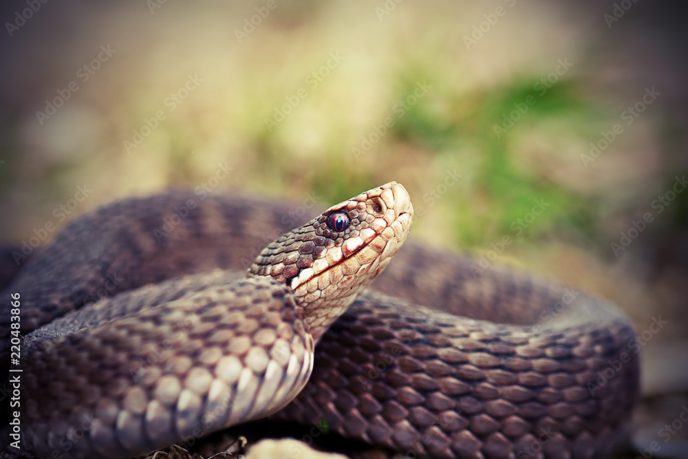 angry european common adder close up angry european common adder close up