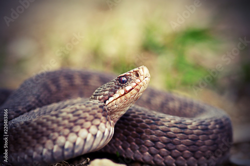 angry european common adder close up