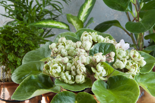 Green plants in brass and copper flower pots photo