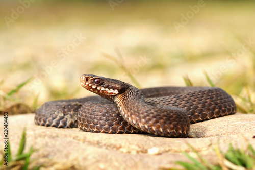 full length common viper basking