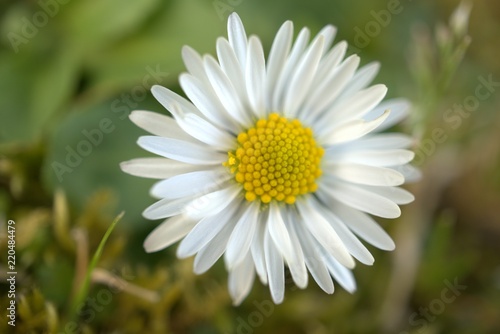 New Zealand Daisy flower