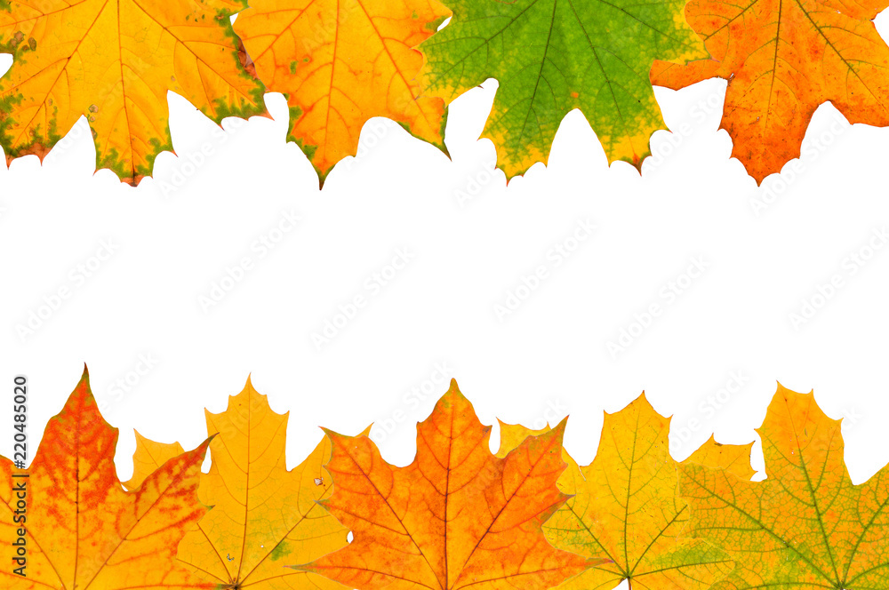 Fototapeta premium Background of autumn leaves isolated on white background. 