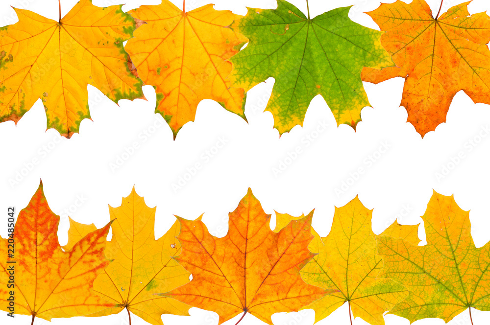 Background of autumn leaves isolated on white background.
Background of autumn leaves isolated on white background.