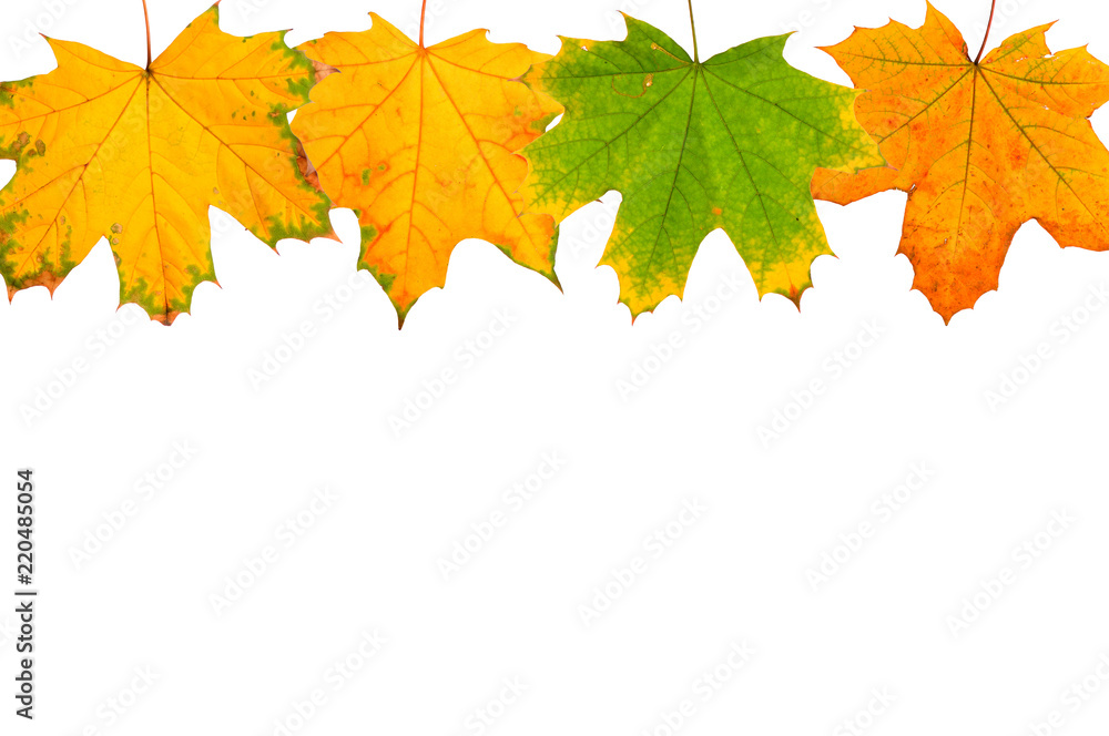 Background of autumn leaves isolated on white background.
Background of autumn leaves isolated on white background.