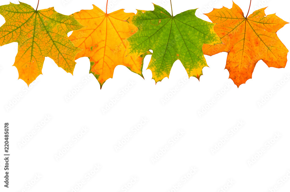 Set of autumn leaves isolated on white background.
Set of autumn leaves isolated on white background.