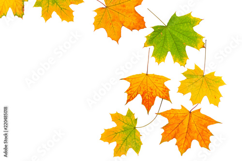Background of autumn leaves isolated on white background. 
