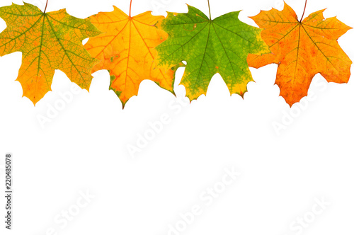 Set of autumn leaves isolated on white background. 