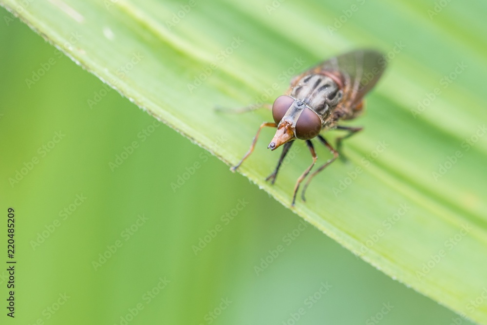 Nahaufnahme einer Fliege auf einem grünen Blatt Nahaufnahme einer Fliege auf einem grünen Blatt