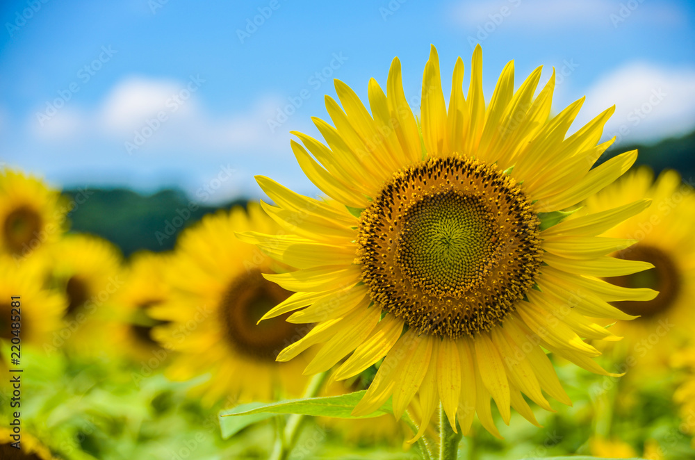 sunflower