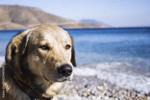 the dog on the beach