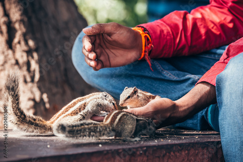 Chipmunks takes feed from the hand photo