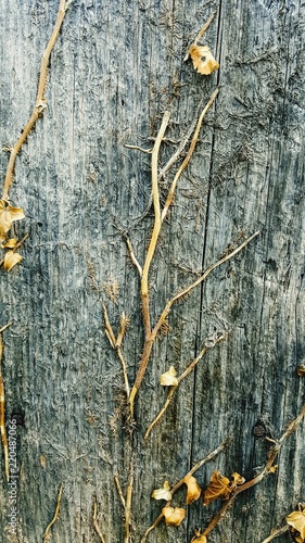 dry plant leaves on an old wood background photo