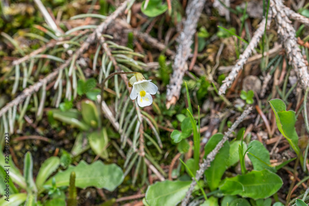 Blumenwiese im Naturpark Riedingtal Zederhaus, Österreich
