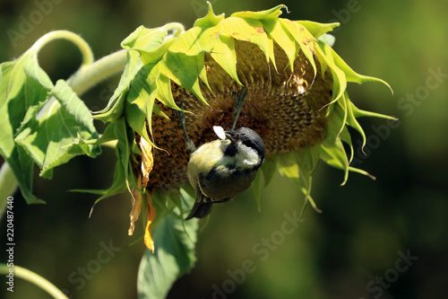 Sonnenblume mit Kohlmeise photo