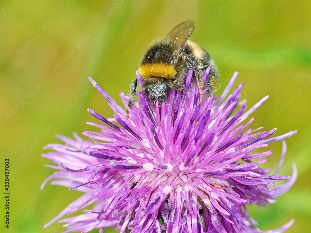 A bumblebee collects nectar from a flower. A bumblebee collects nectar from a flower.