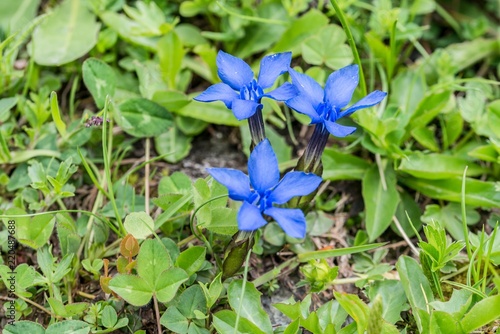 Frühlings Enziane auf einer Blumenwiese in den Alpen, Österreich