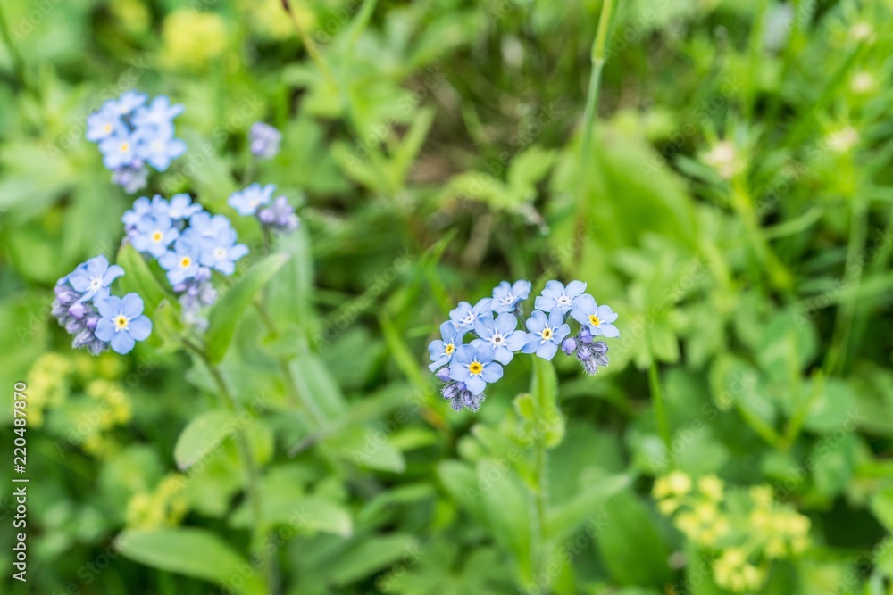 Blühende Alpen Vergissmeinnicht auf einer Blumenwiese, Österreich Blühende Alpen Vergissmeinnicht auf einer Blumenwiese, Österreich
