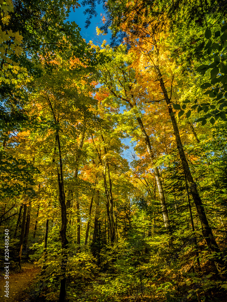 This is a picture of autumn leaves at Mont-Tremblant in the Laurentian plateau in Quebec, Canada. The autumn leaves of the trees by the side of the road are splendid. This is a picture of autumn leaves at Mont-Tremblant in the Laurentian plateau in Quebec, Canada. The autumn leaves of the trees by the side of the road are splendid.