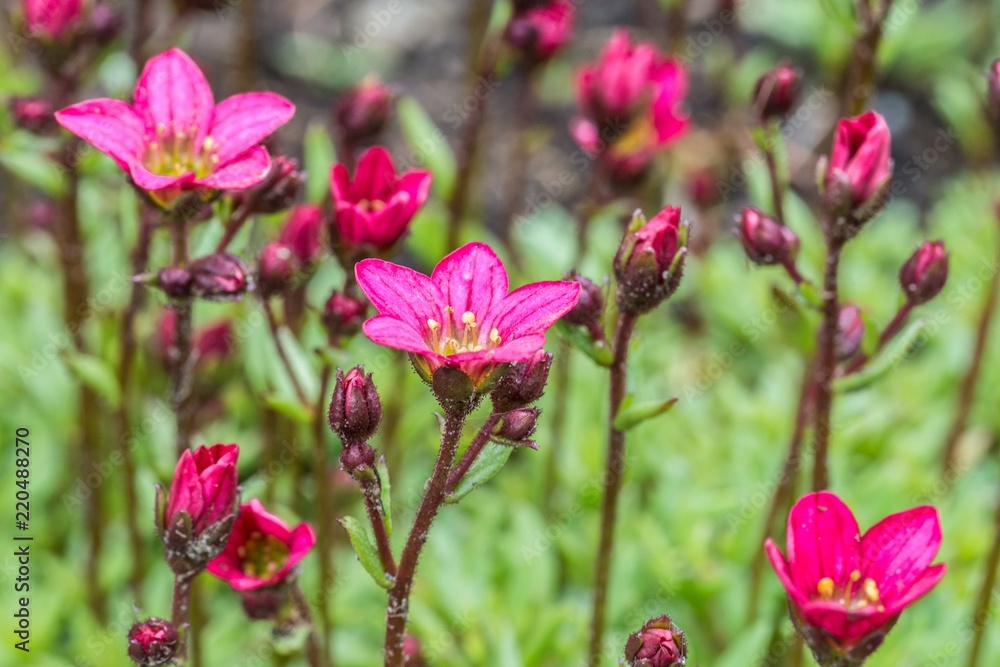 Becher Primel in auf einer Blumenwiese in Österreich Becher Primel in auf einer Blumenwiese in Österreich