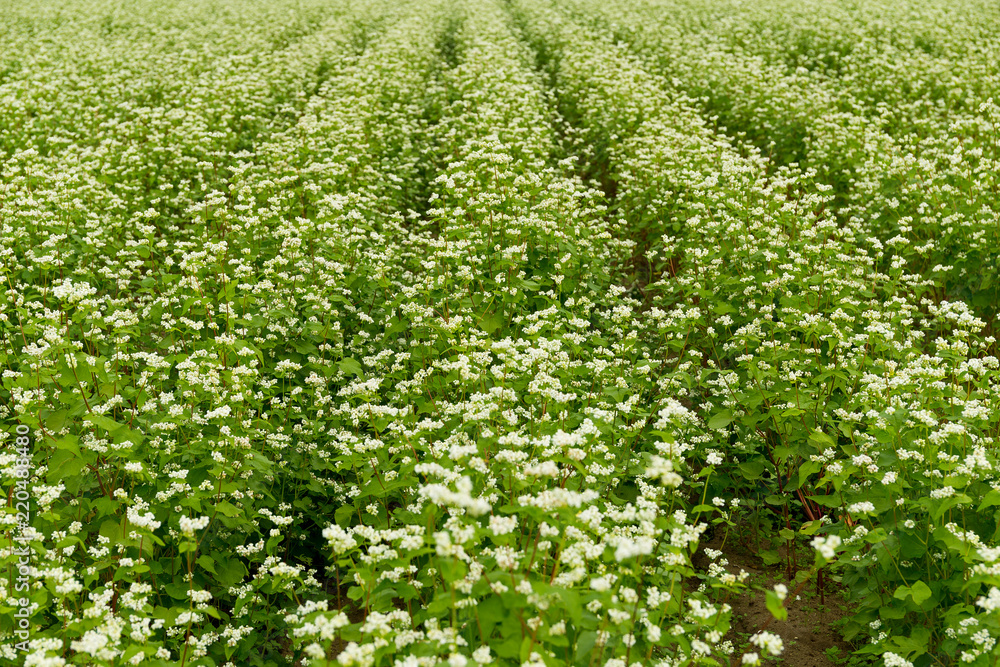Beautiful flower field Beautiful flower field