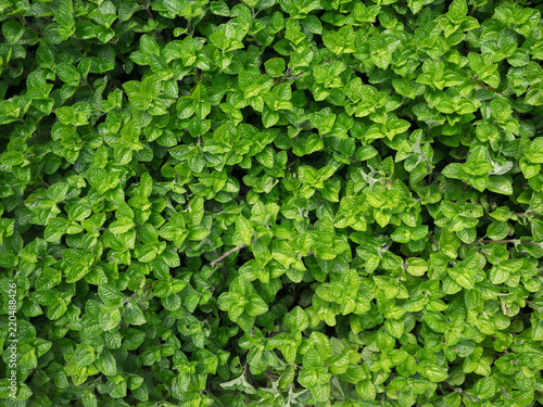 Green leaves texture for background