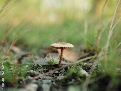 Polonne / Ukraine - 30 August 2018: A small mushroom sprouted on a green moss