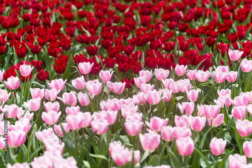Colorful tulip farm
