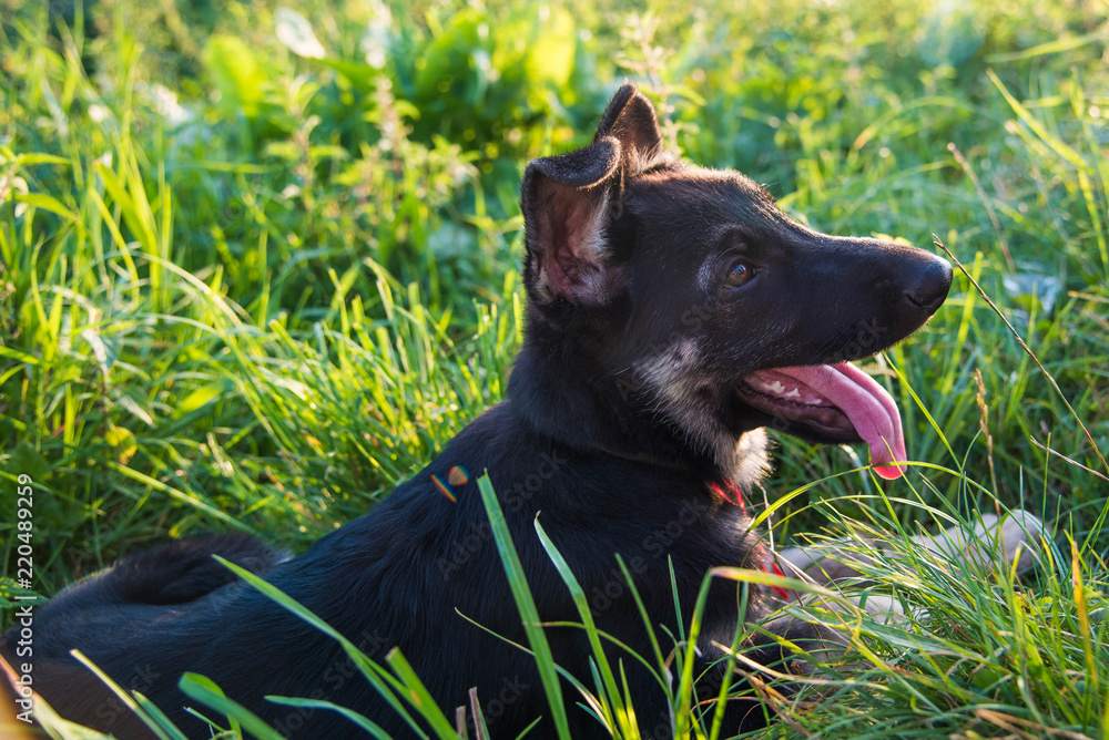 Happy german shepherd puppy playing